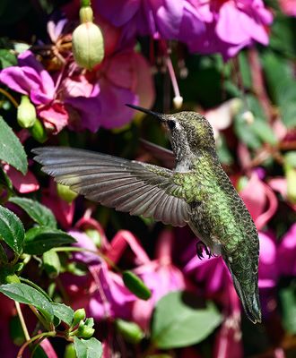 Hummingbird_8516_1000p.jpg