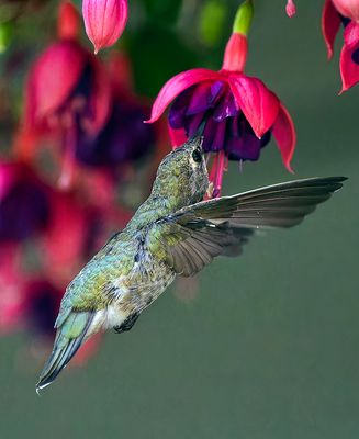 Hummingbird_8920_1000p.jpg