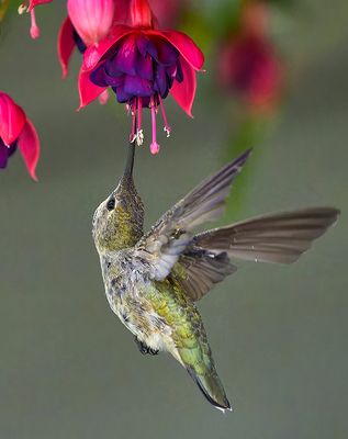 Hummingbird_8931_1000p.jpg