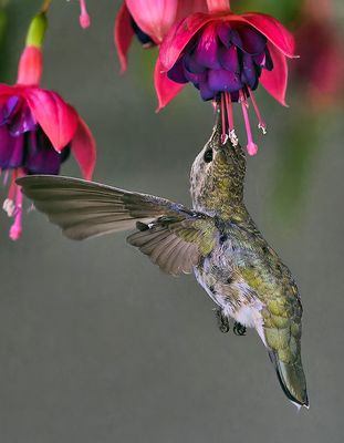 Hummingbird_8936_1000p.jpg