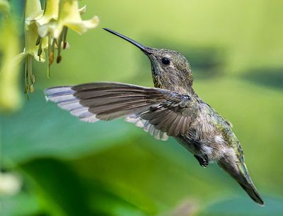 Hummingbird_9077_1000p.jpg