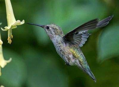 Hummingbirds