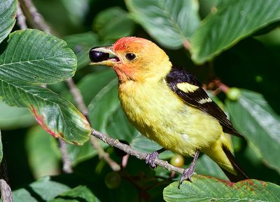Western_Tanager_5064t_1000p.jpg