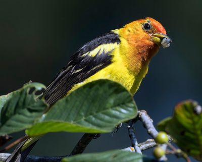 Western_Tanager_1444-t_1000p.jpg