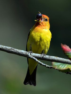 Western_Tanager_1387_1000p.jpg