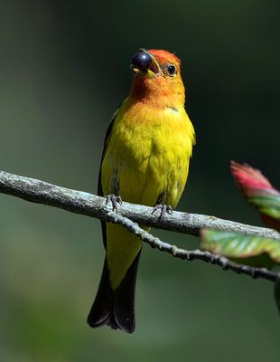 Western_Tanager_1388_1000p.jpg