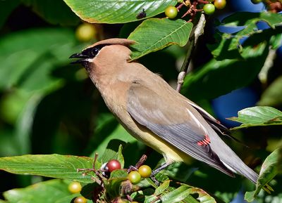 Cedar Waxwing_4981t_1000p.jpg