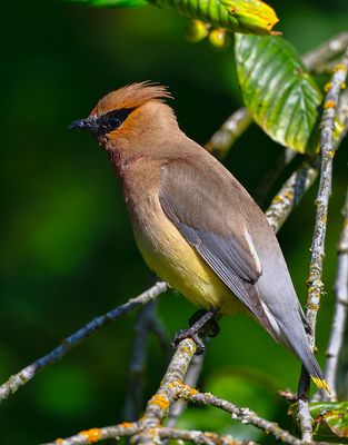 Cedar_Waxwing_0657 _1000p.jpg