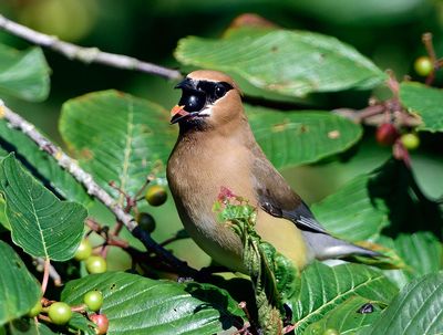 Cedar Waxwing_5012_72pi.jpg