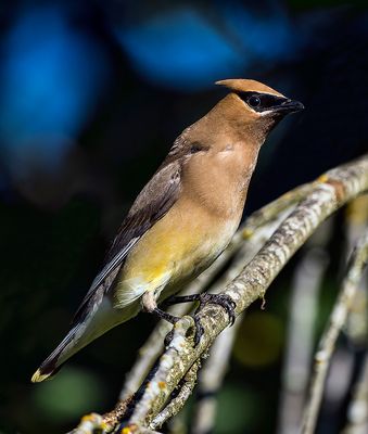 Cedar_Waxwing_2083c_1000p.jpg