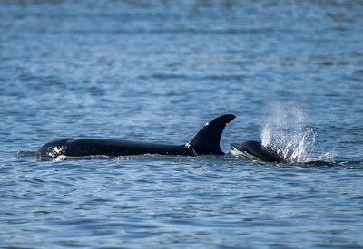 Orca_0864_1000p.jpg