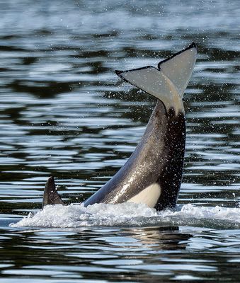 Orca_3244_1000p.jpg