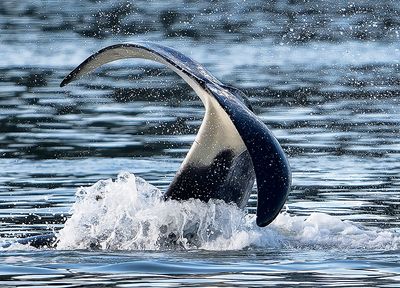 Orca_3348_1000p.jpg