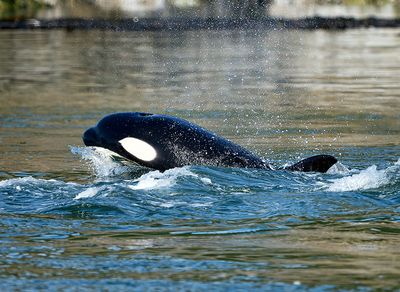 Orca_7290_1000p.jpg