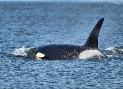 Orca_9659_1000p.jpg