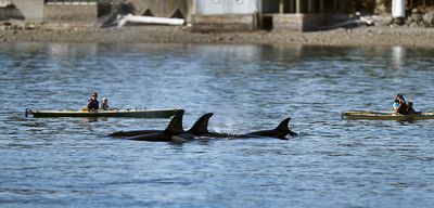 Orca_Kayak_0363_1000p.jpg