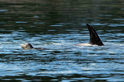 Orca_Seal_0003_1000p.jpg