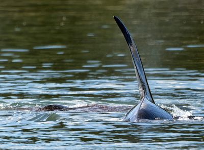 Orca_Seal_0110_1000p.jpg