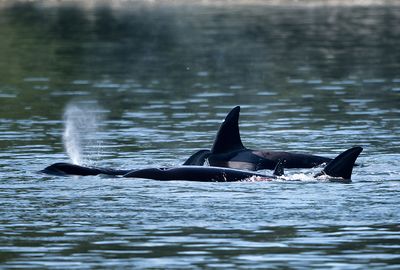 Orca_Seal_0148_1000p.jpg