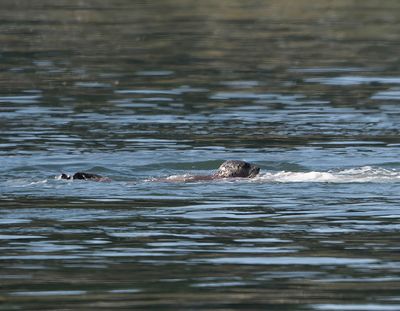 Orca_Seal_9790_1000p.jpg