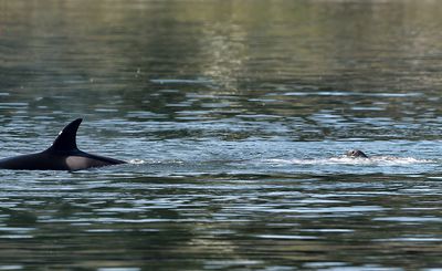 Orca_Seal_9827_1000p.jpg