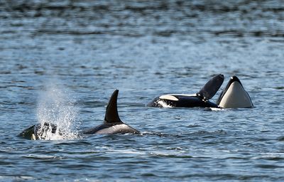 Orcas_0645_1000p.jpg