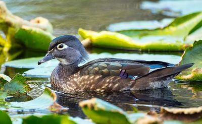 Wood_Duck_5047_1000p.jpg