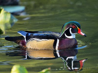 Wood_Duck_5286_1000p.jpg