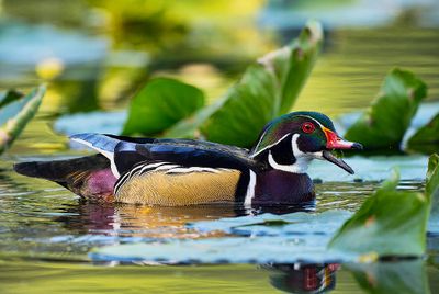 Wood_Duck_5415_1000p.jpg