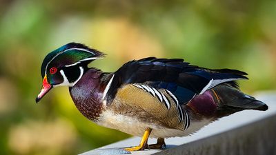 Wood_Duck_5530_1000p.jpg