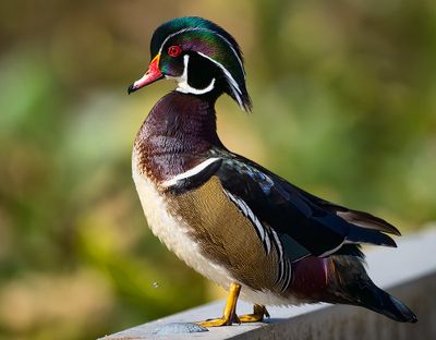 Wood_Duck_5544_1000p.jpg