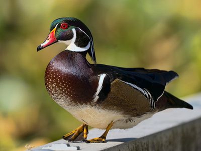 Wood_Duck_5674_1000p.jpg