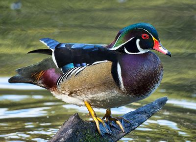 Wood_Duck_6118_1000p.jpg