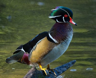 Wood_Duck_6219_1000p.jpg