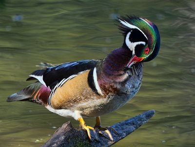 Wood_Duck_6354_1000p.jpg
