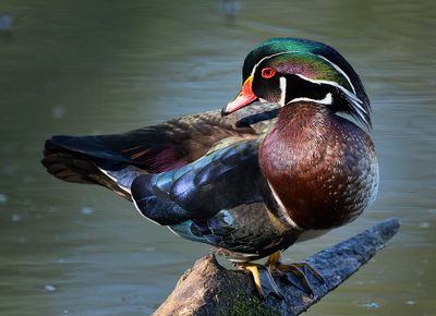 Birds
