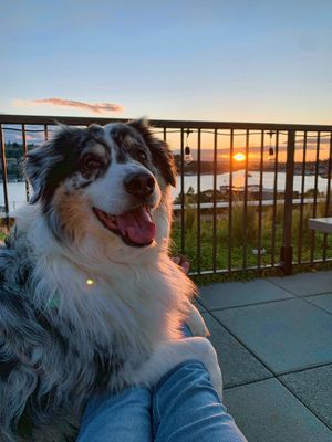 Suede_Sunset_1000p.jpg