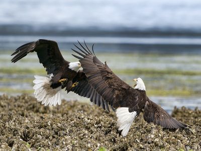 Eagles on Hood Canal May 2024