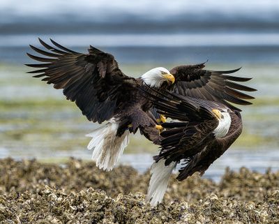 Eagle_6733_1000p.jpg