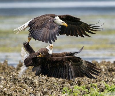 Eagle_6735_1000p.jpg