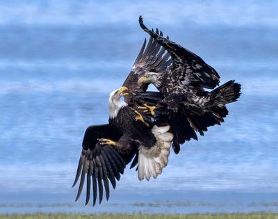 Eagle_6948-t_1000p.jpg