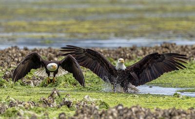 Eagle_7537_1000p.jpg