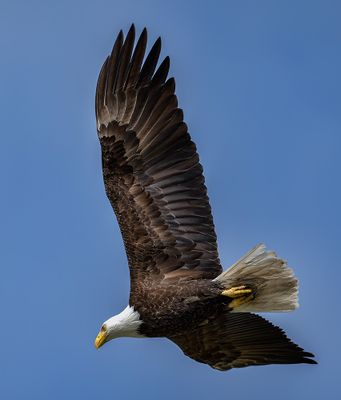 Eagle_8681s_1000p.jpg