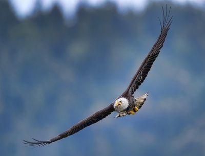 Seabeck_Eagles_0368_1000p.jpg