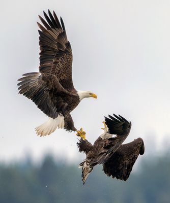 Seabeck_Eagles_0430_1000p.jpg
