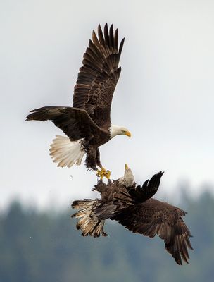 Seabeck_Eagles_0431_1000p.jpg