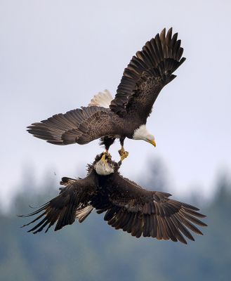 Seabeck_Eagles_0433_1000p.jpg