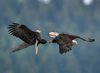 Seabeck_Eagles_0444_1000p.jpg