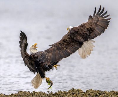 Seabeck_Eagles_3512_1000p.jpg