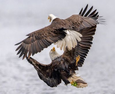 Seabeck_Eagles_3514b_1000p.jpg